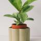 Vaso auto-irriguo